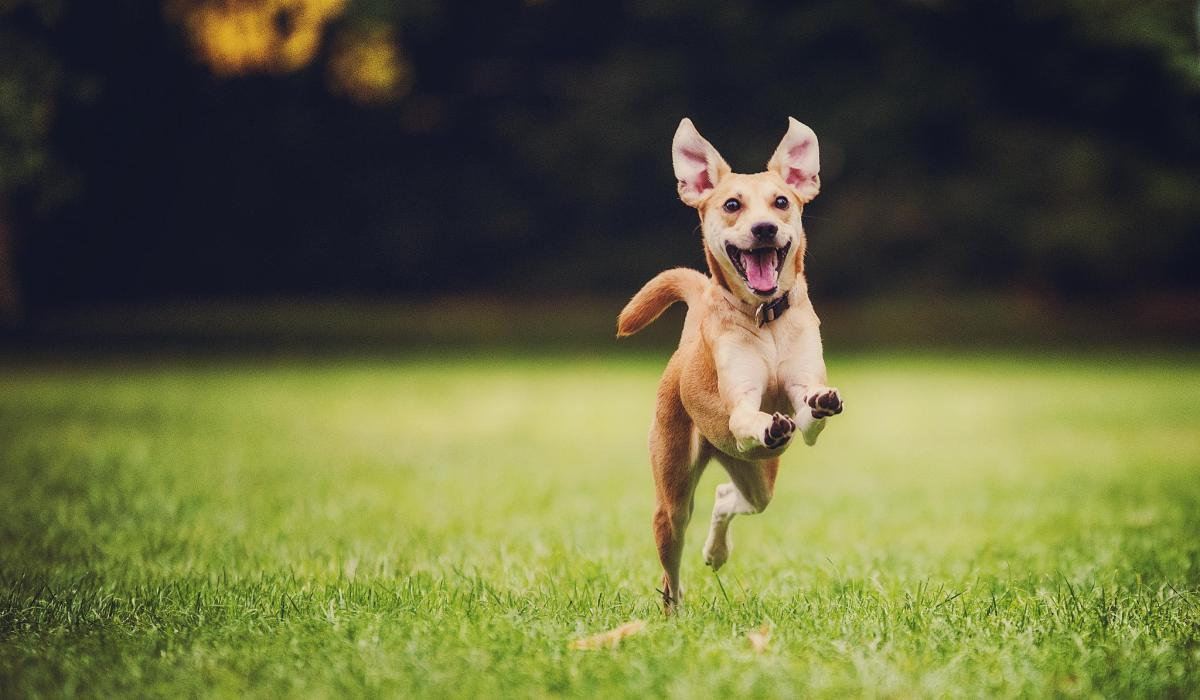 happy-dog