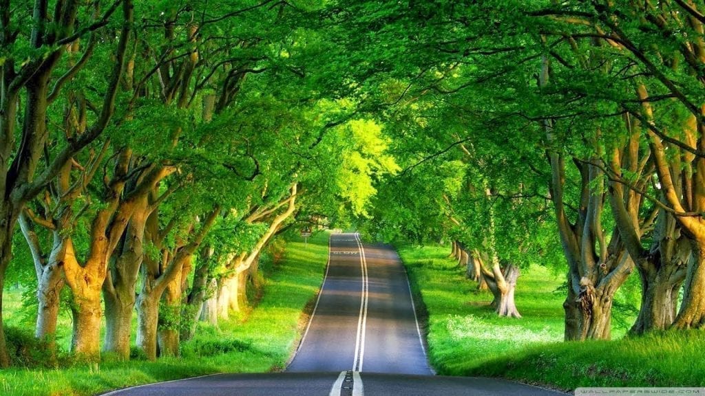 green-nature-view-way-trees