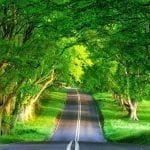 green-nature-view-way-trees