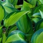 how-plants-can-be-seen-in-a-different-way