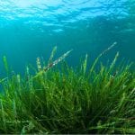 spirulina-sea-plant-good-health